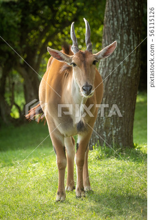 Common eland stands by tree watching camera 56115126