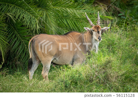 Common eland stands by palm watching camera Common eland stands by palm watching camera 56115128