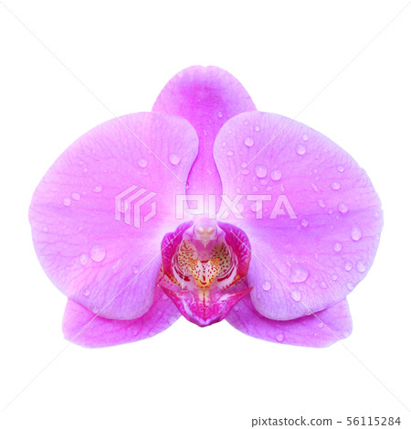 orchid isolated on white background 56115284