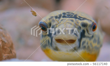 Close up shot of head of fish 56117140