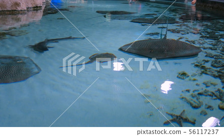 Stingrays with another marine fishes floats on the deep 56117237