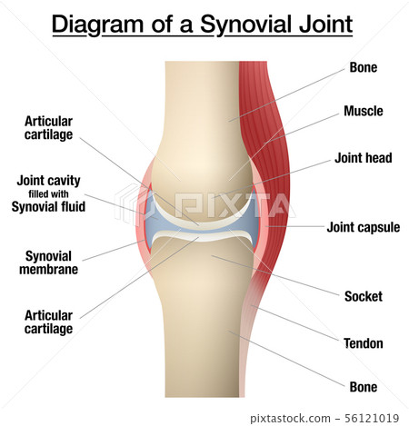 Synovial Joint Capsule Bones Chart 56121019