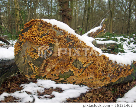 Crust fungus on tree with snow 56121462