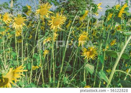 Prettiest sunflowers field in the afternoon  56122828
