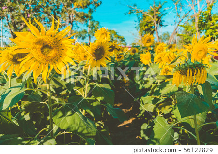 Prettiest sunflowers field in the afternoon  56122829
