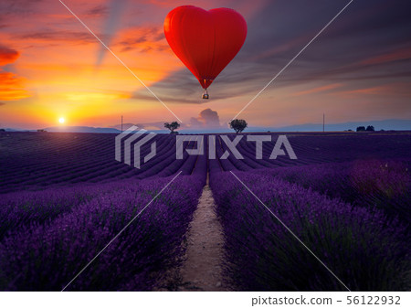 Lavender field and hot air balloon 56122932
