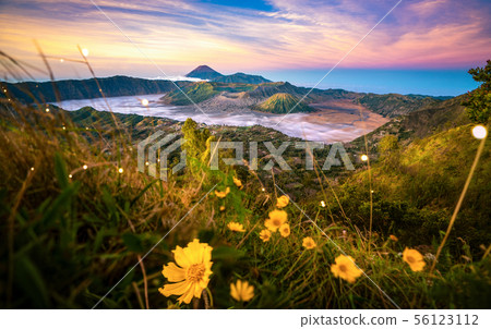 Yellow flower with Bromo mountain background in 56123112
