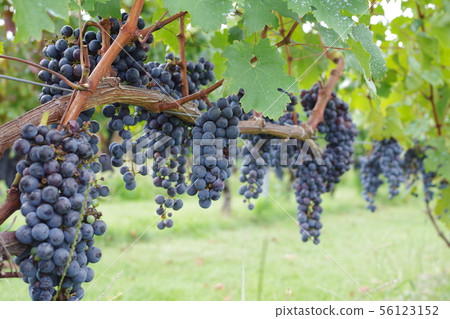 成熟的葡萄酒2 56123152