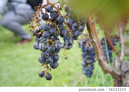 酒莊之旅 56123153