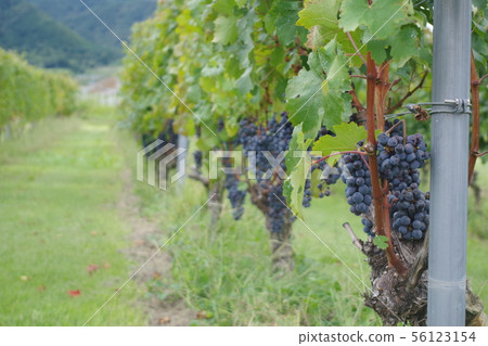 葡萄酒樹繼續向後延伸 56123154
