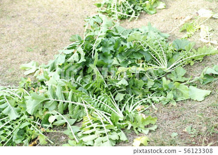Daikon harvest 56123308