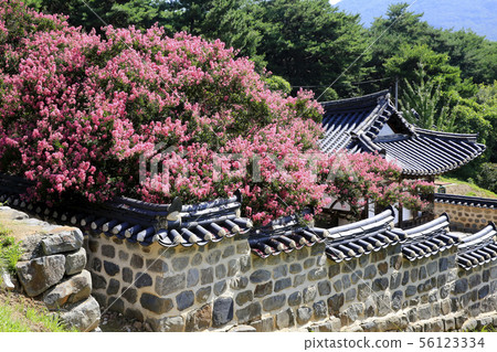 Jonghak研究所，紫薇樹，籬笆 56123334