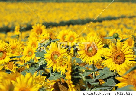 向日葵（北海道Hokuryu鎮，向日葵村） 56123623