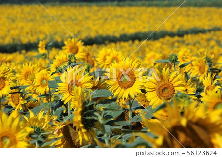 向日葵（北海道Hokuryu鎮，向日葵村） 56123624