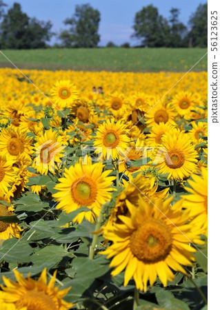 向日葵（北海道Hokuryu鎮，向日葵村） 56123625