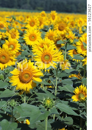 向日葵（北海道Hokuryu鎮，向日葵村） 56123627