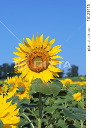 向日葵（北海道Hokuryu鎮，向日葵村） 56123656