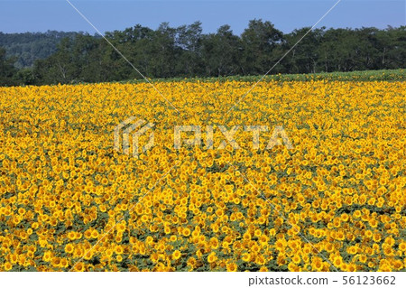 向日葵（北海道Hokuryu鎮，向日葵村） 56123662