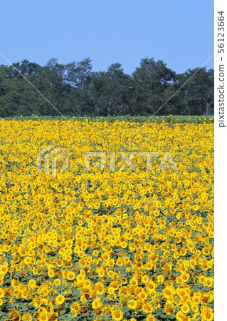 向日葵（北海道Hokuryu鎮，向日葵村） 56123664