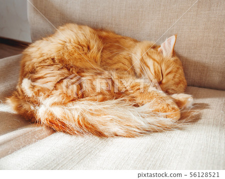 Cute ginger cat lying on chair. Fluffy pet Cute ginger cat lying on chair. Fluffy pet 56128521