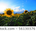健康的向日葵和不健康的向日葵 56130376