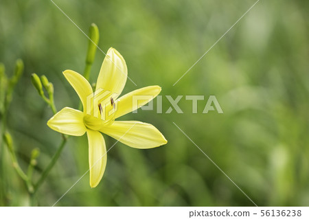 (Shizuoka Prefecture) Yugege in Oku Isonozaki, Minamiizu-cho 56136238