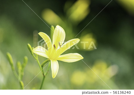 (Shizuoka Prefecture) Yugege in Oku Isonozaki, Minamiizu-cho 56136240