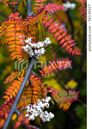 Close up of vibrant orange autumn leaves 56136927