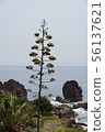 Agave blooming on the coast 56137621