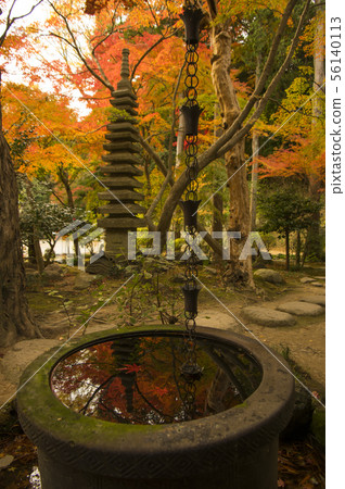 Reflecting the autumn garden Reflecting the autumn garden 56140113