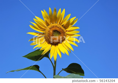 Sunflower (Hokkaido Hokuryu Town, Sunflower Village) 56143204