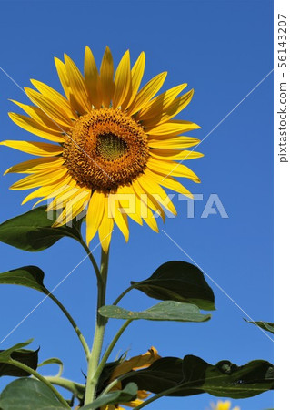 Sunflower (Hokkaido Hokuryu Town, Sunflower Village) 56143207