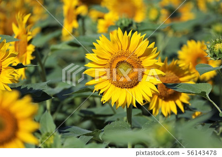 Sunflower (Hokkaido Hokuryu Town, Sunflower Village) Sunflower (Hokkaido Hokuryu Town, Sunflower Village) 56143478