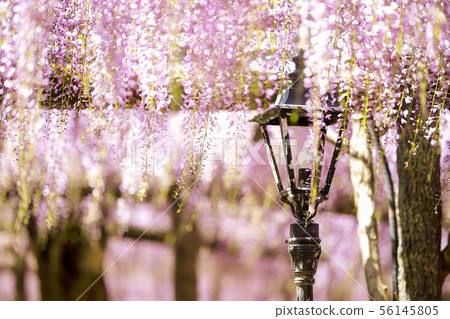 紫藤格子和外光 56145805