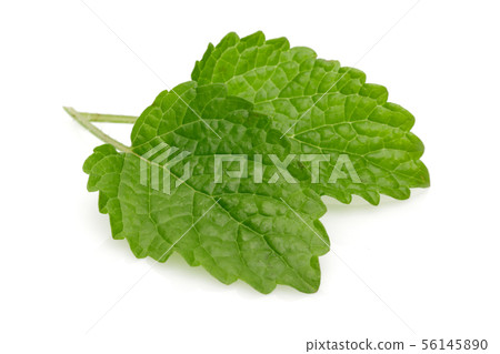 Fresh lemon balm leaves, melissa isolated Fresh lemon balm leaves, melissa isolated 56145890