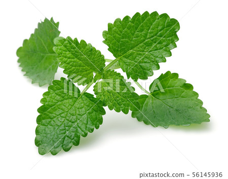 Bunch of lemon balm or melissa plant isolated 56145936