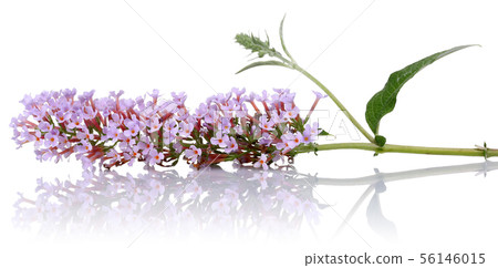 Lilac flowers and leaves isolated on white Lilac flowers and leaves isolated on white 56146015