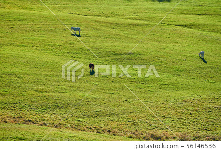 Cows and donkeys grazing at a pasture in Vermont 56146536