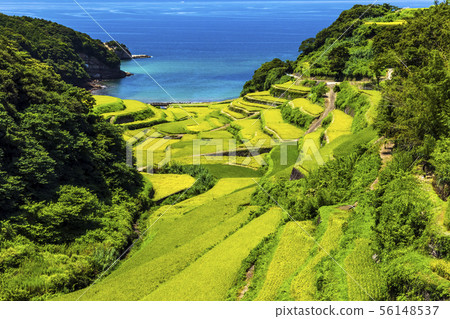 Rice terrace of Hamanoura 56148537