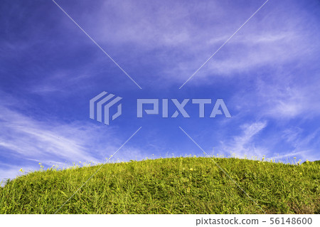 (Shizuoka) Yuusuge blooms, Oku Irozaki and Ai-misaki 56148600