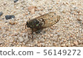 Summer Cicada in Korea 56149272