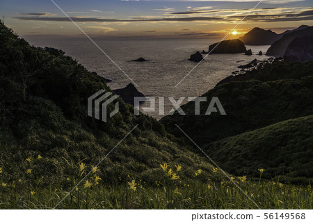 (靜岡縣)Yuu Irozaki的日落,Yuusuge在那裡綻放 (靜岡縣)Yuu Irozaki的日落,Yuusuge在那裡綻放 56149568