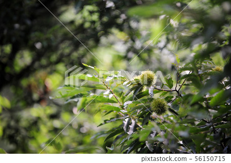 chestnut chestnut 56150715