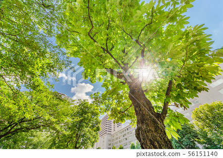 Fresh green trees and urban buildings Fresh green trees and urban buildings 56151140
