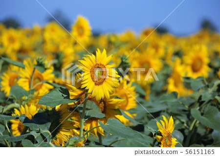 向日葵（北海道Hokuryu鎮，向日葵村） 56151165