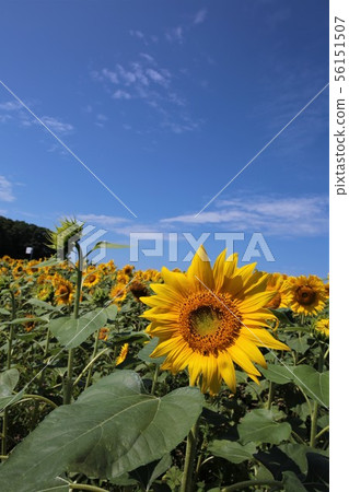 向日葵（北海道Hokuryu鎮，向日葵村） 56151507
