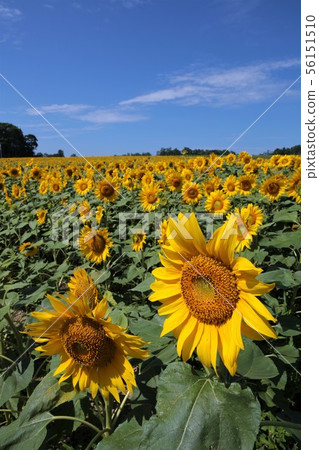 向日葵（北海道Hokuryu鎮，向日葵村） 56151510