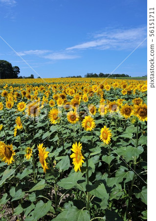 Sunflower (Hokkaido Hokuryu Town, Sunflower Village) 56151711