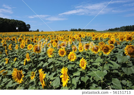 向日葵(北海道Hokuryu鎮,向日葵村) 向日葵(北海道Hokuryu鎮,向日葵村) 56151713