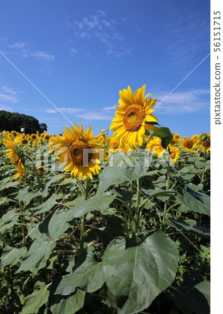 向日葵（北海道Hokuryu鎮，向日葵村） 56151715